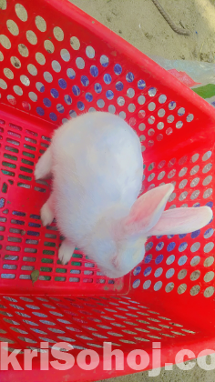 খরগোশ (Rabbit)